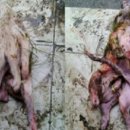 기형농장 이미지