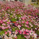 다육사랑화원 | [남사]봄맞이 꽃시장 투어🌸💐🌹🌺🌻🌼🌷🪻🌱🪴하고 식친구들 데려왔어요💛