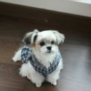 쪼쪼애견 이미지