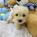 데일리독 | 데일리독 의정부점 후기 🐶 의정부대형견부터 특수견까지 모두 볼수 있었던 곳!