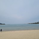 디포레스트