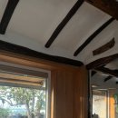 금성 담쟁이 이미지