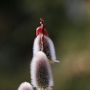 식물원 강아지 이미지