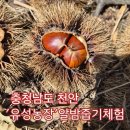 양돈사랑 햇살농장 | 가을이 &#39;토실토실&#39; 익어가는 곳, 유성농장 밤줍기 체험 생생 후기! (2025년 최신변경사항, 준비물, 꿀팁...
