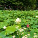 ■봉선사 🌺 연꽃 축제음악회:24.7.20(토)6:30 남양주 진접 봉선사 연지상설무대(출연:장사익.우순실.박정식) 이미지