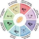 Re:Mitochondrial metabolism and cancer - 2017 nature review 이미지