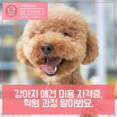 루시네애견 네이버블로그
