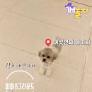 파파스 그라운드 이미지