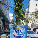 뽀송뽀송세탁소 | 베트남 다낭 미케비치 lyla 런드리 세탁소 빨래 위치 가격 이용 후기 주의사항