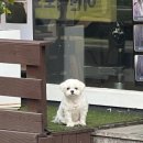 콩알헤어샵 이미지
