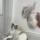 멍발란스 이미지