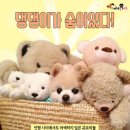 댕댕이네 이미지