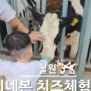 차차래빗 이미지