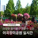 성곡초등학교 | 대구 이곡장미공원 장미축제 개화 실시간