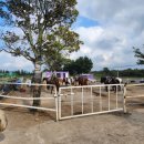 에코승마아카데미 이미지