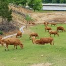 방목목장 이미지