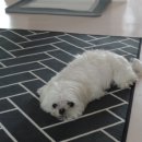 아라i동물병원 이미지