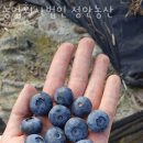 블루베리체험 농업회사법인 정안농산 서울근교 블루베리체험농장 예약방법 위치 후기