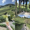 대한다원화장실 | 전라도 광주 근교 가볼만한곳 보성 대한다원 녹차밭 여행