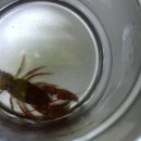 수피조아 유아숲체험원 이미지