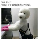 웃개 이미지