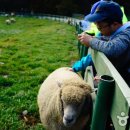 풍전목장 이미지