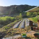 스마일농장 이미지