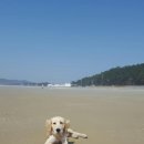 샾 펜션 이미지