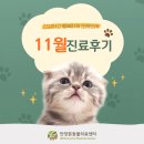 심바동물병원 | 안양본동물의료센터 11월 진료후기, 평촌24시동물병원