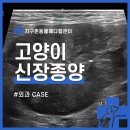 영등포 우신종합 동물병원 | 영등포동물병원 고양이 신부전 신장종양수술 박스루킨 면역항암제 [24시지구촌동물메디컬센터]