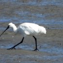 철새탐조대 이미지