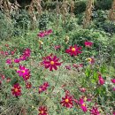 나도 시인 이미지