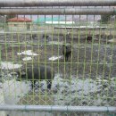 우암초등학교 이미지