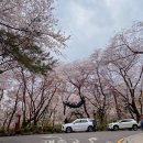 경희대 벚꽃 서울캠퍼스 주차정보 명당스팟 서울벚꽃명소