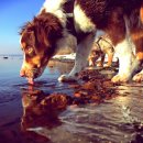 행복한 강아지 이미지