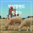 다온목장 | 농협 안성 팜랜드 입장권, 할인, 유모차, 유채꽃 포토존까지 꿀팁