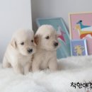 구멍가게애견센터 이미지