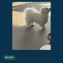 바닐라 퍼피 | 파주애견카페추천 헤이퍼피 실내외 공간 만족 주차