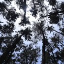 용두해수욕장 숲속야영장 이미지