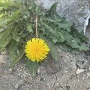 영동초등학교 앞 이미지