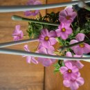 로즈마리 이미지