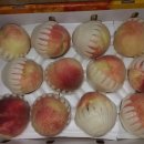 삼태산 농장 이미지