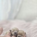 판도라독 이미지