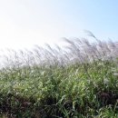 삼락강변공원 이미지