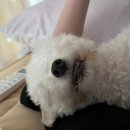 상어네 간식 네이버블로그