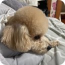 멍그루밍 | [영통 애견미용] 페피스그루밍: 전국 미용대회 금상 수상 원장님의 '바니이발소' 가위컷 후기