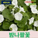 꽃씨플라워