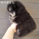 해피펫클럽 네이버블로그