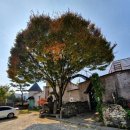 육일한우거지장국밥 | 여주 소국밥 맛집 육일한우거지장국밥 탐방 후기.