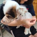 아라종합동물병원 | [주안 동물병원]우리 바비 앞다리 절뚝여서 아라종합동물병원 간 후기